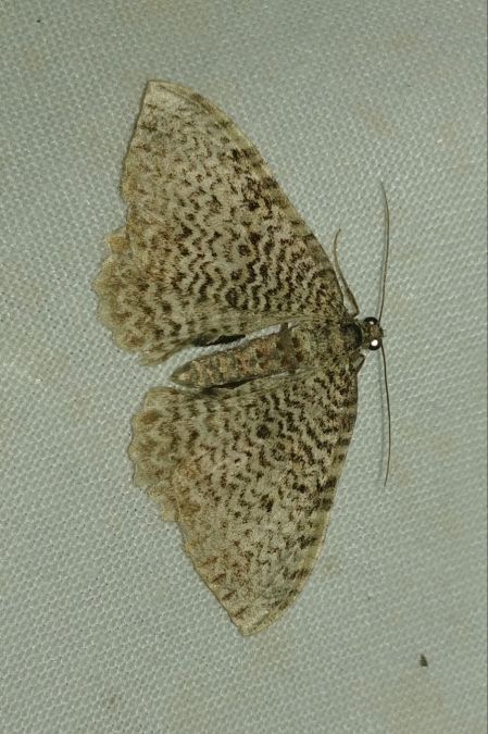 Rheumaptera undulata 