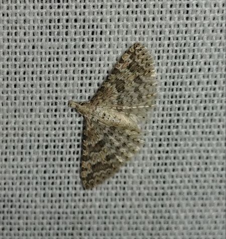 Alucita sp. 