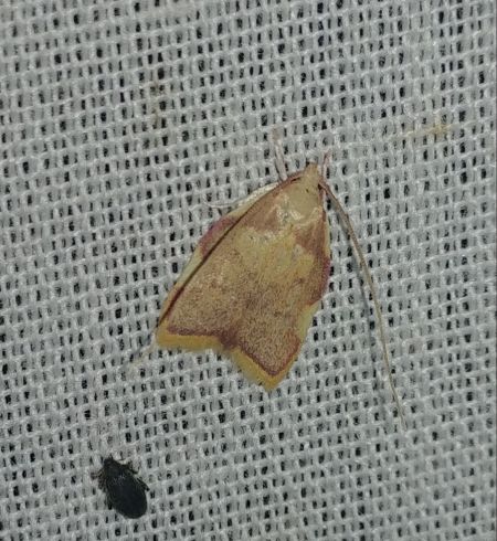 Carcina quercana 