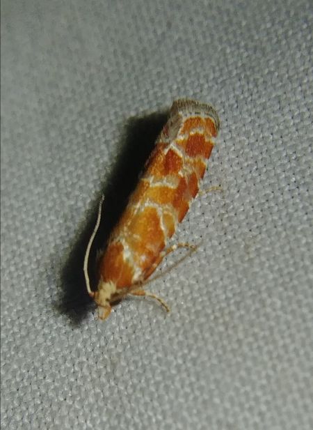 Rhyacionia pinicolana 