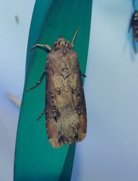 Noctuelle baignée 
