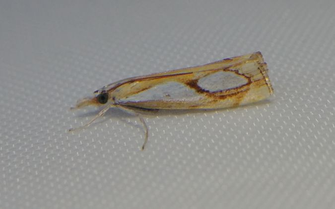 Catoptria pinella 