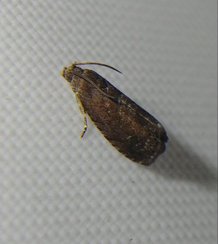 Grapholita sp. 