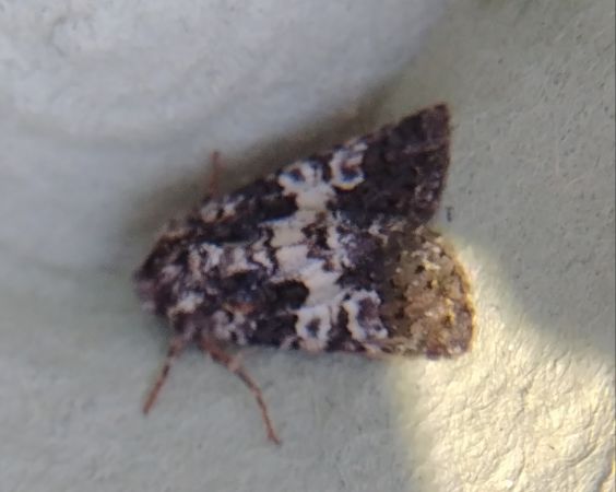 Hadena compta 