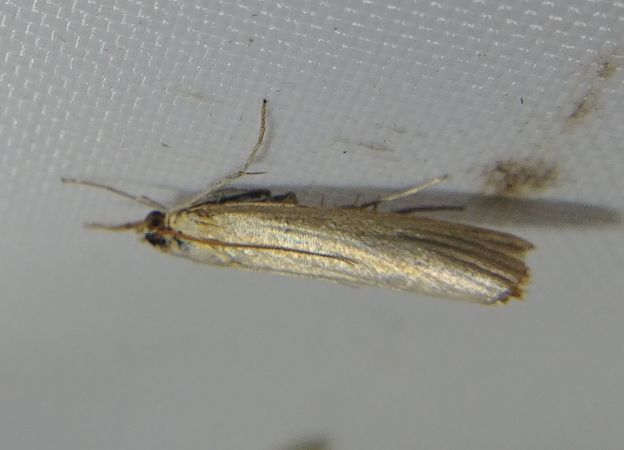Crambus perlé 