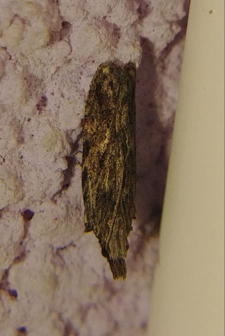 Anarsia lineatella 