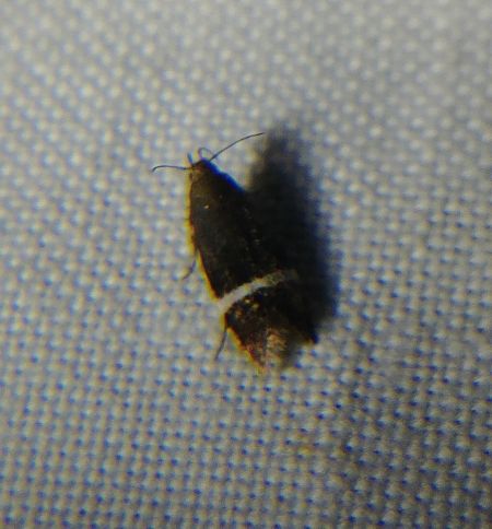 Syncopacma sp. 