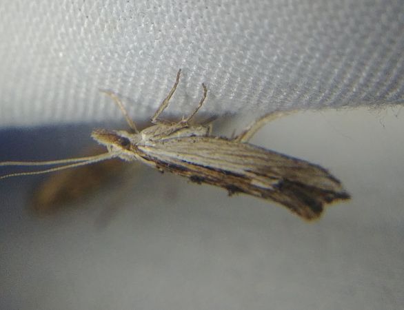 Ypsolopha scabrella 