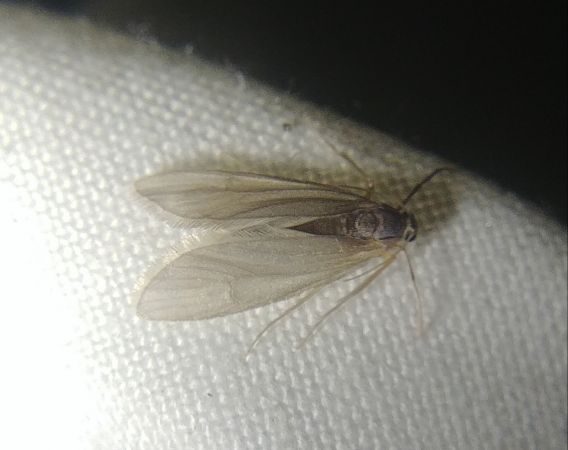 Acentria ephemerella 