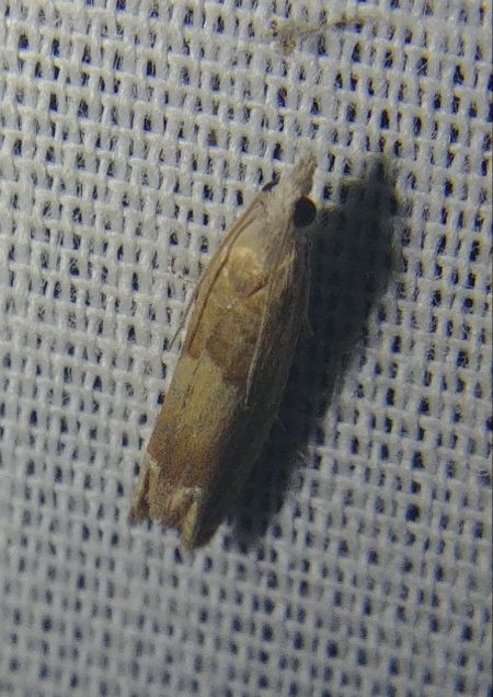 Eucosma sp. 