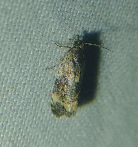 Endothenia sp. 