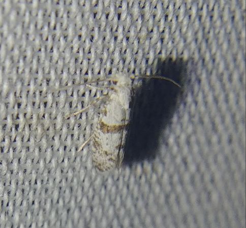 Scythropia crataegella 