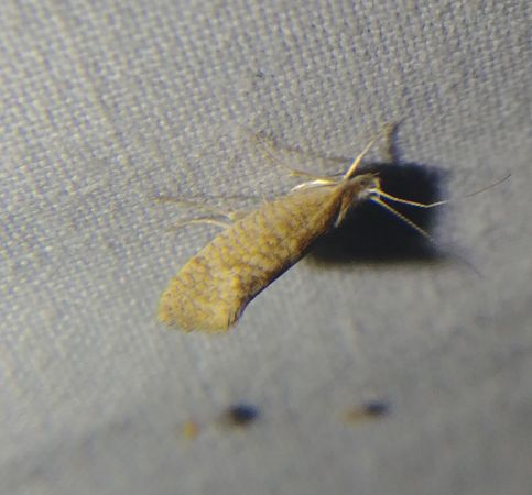 Ypsolopha lucella 