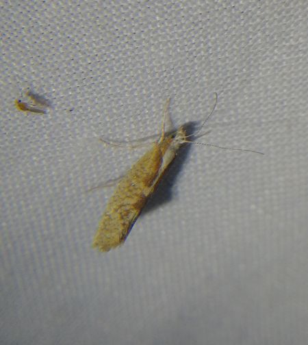Ypsolopha lucella 