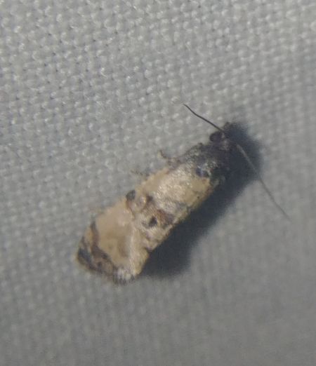 Cochylis atricapitana 