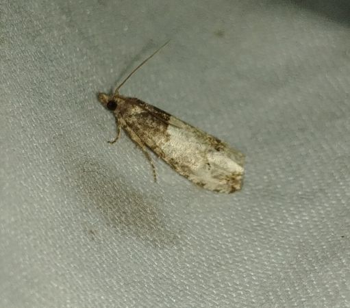 Notocelia roborana 