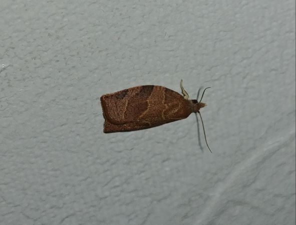 Pandemis heparana 
