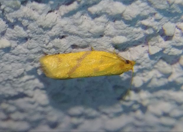 Clepsis pallidana 
