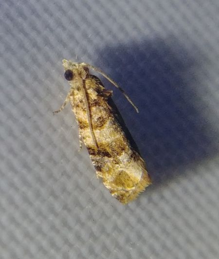 Lobesia sp. 