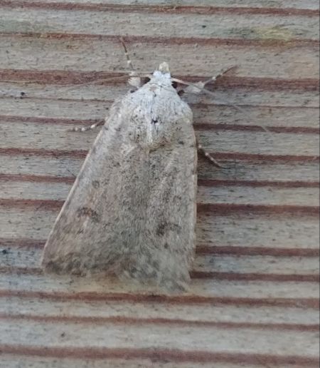 Caradrina clavipalpis 