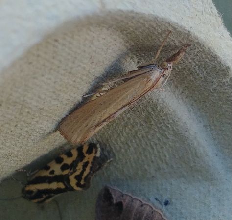 Pediasia luteella 
