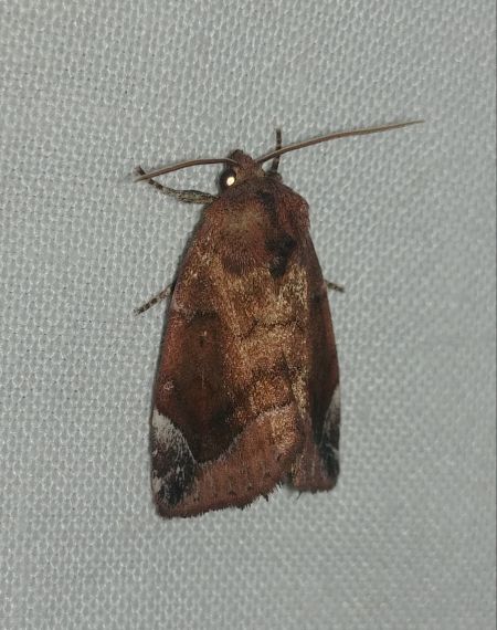 Cosmia pyralina 