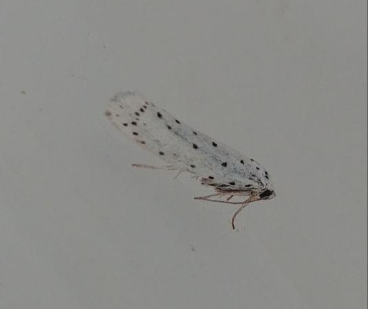 Yponomeuta sp. 