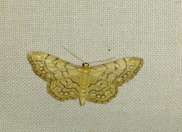 Idaea moniliata 