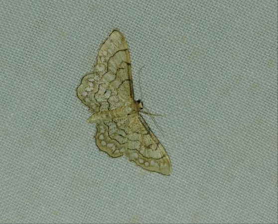 Idaea moniliata 