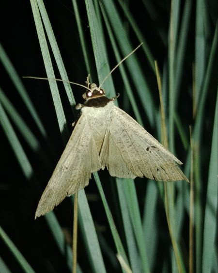 Lygephila craccae 