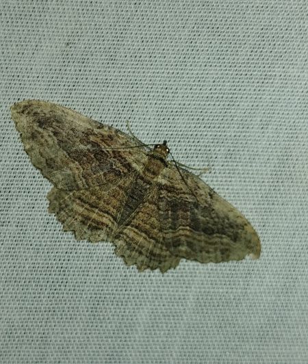 Philereme transversata 