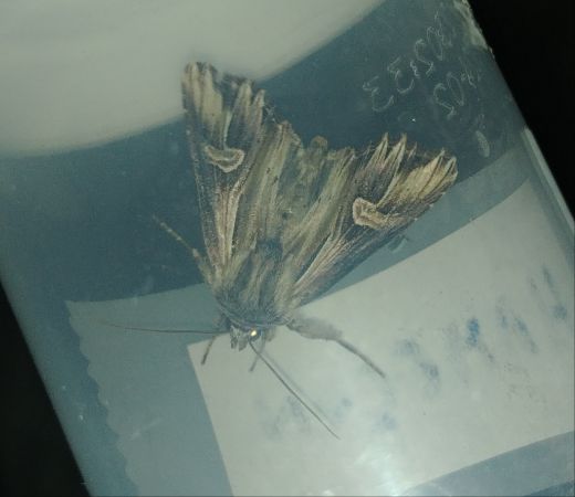 Actinotia polyodon 