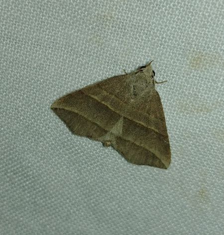 Colobochyla salicalis 