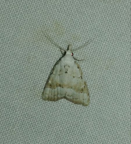 Nola aerugula 