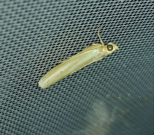 Selagia argyrella 