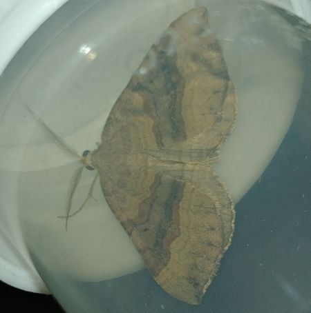 Scotopteryx chenopodiata 