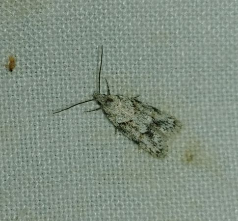 Symmoca signatella 