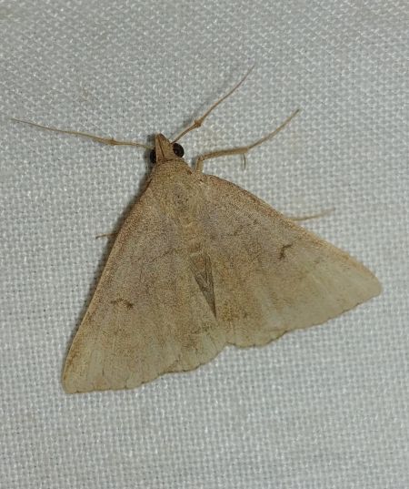 Zanclognatha lunalis 