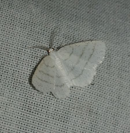 Cabère virginale 