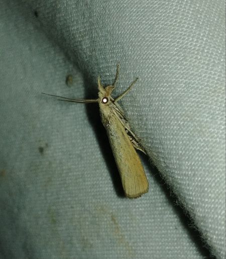 Pediasia luteella 