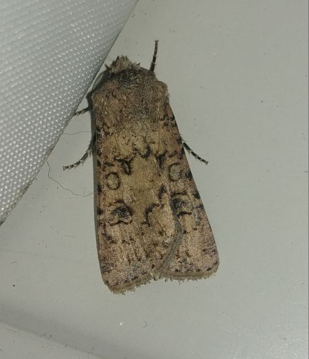 Noctuelle des moissons 