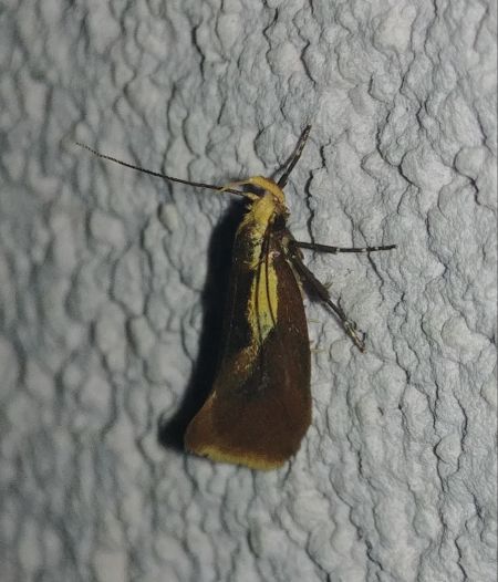 Harpella forficella 