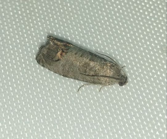 Cydia pomonella 