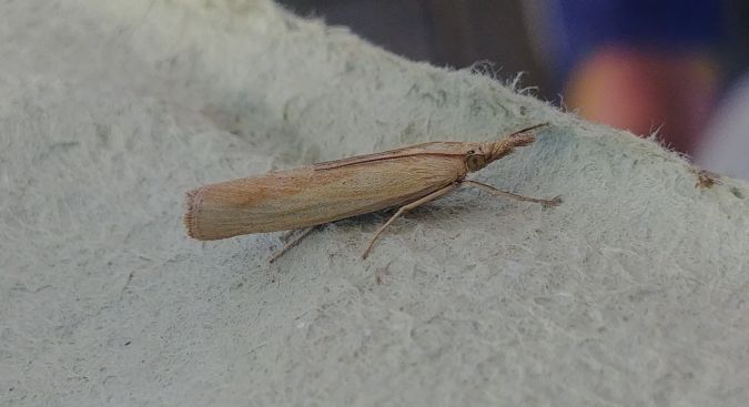 Pediasia luteella 