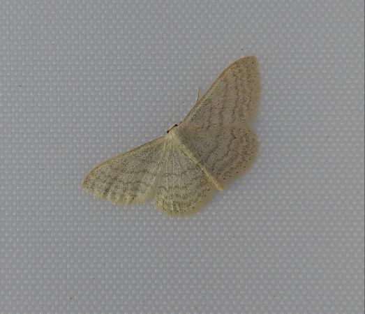 Idaea subsericeata 