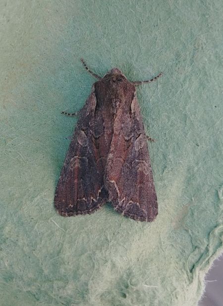 Lacanobia suasa 