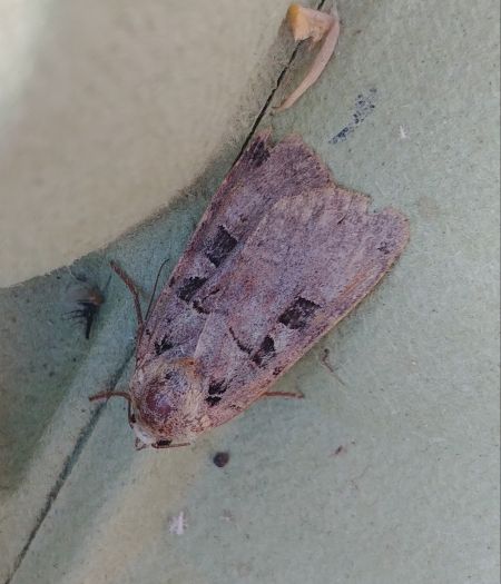 Xestia triangulum 