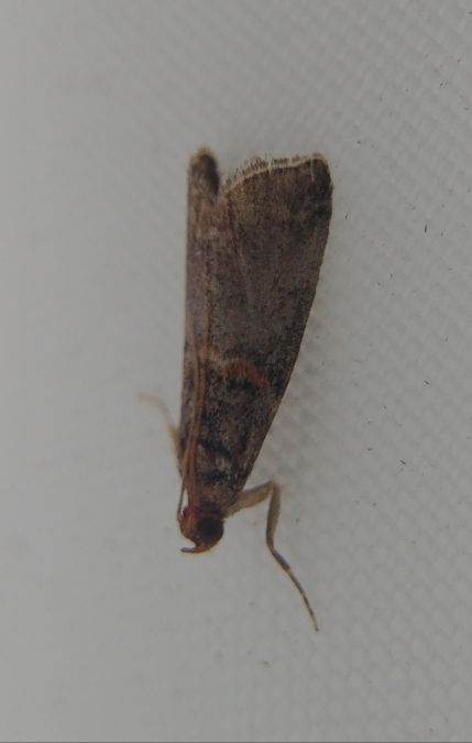 Acrobasis advenella 