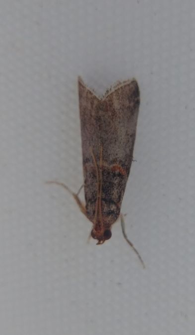 Acrobasis advenella 