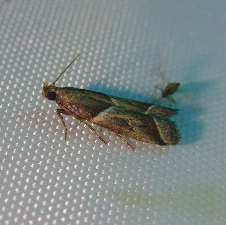 Nyctegretis lineana 